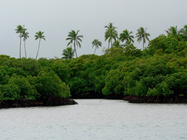 06- La mangrove vue du mouillage de Savusavu 